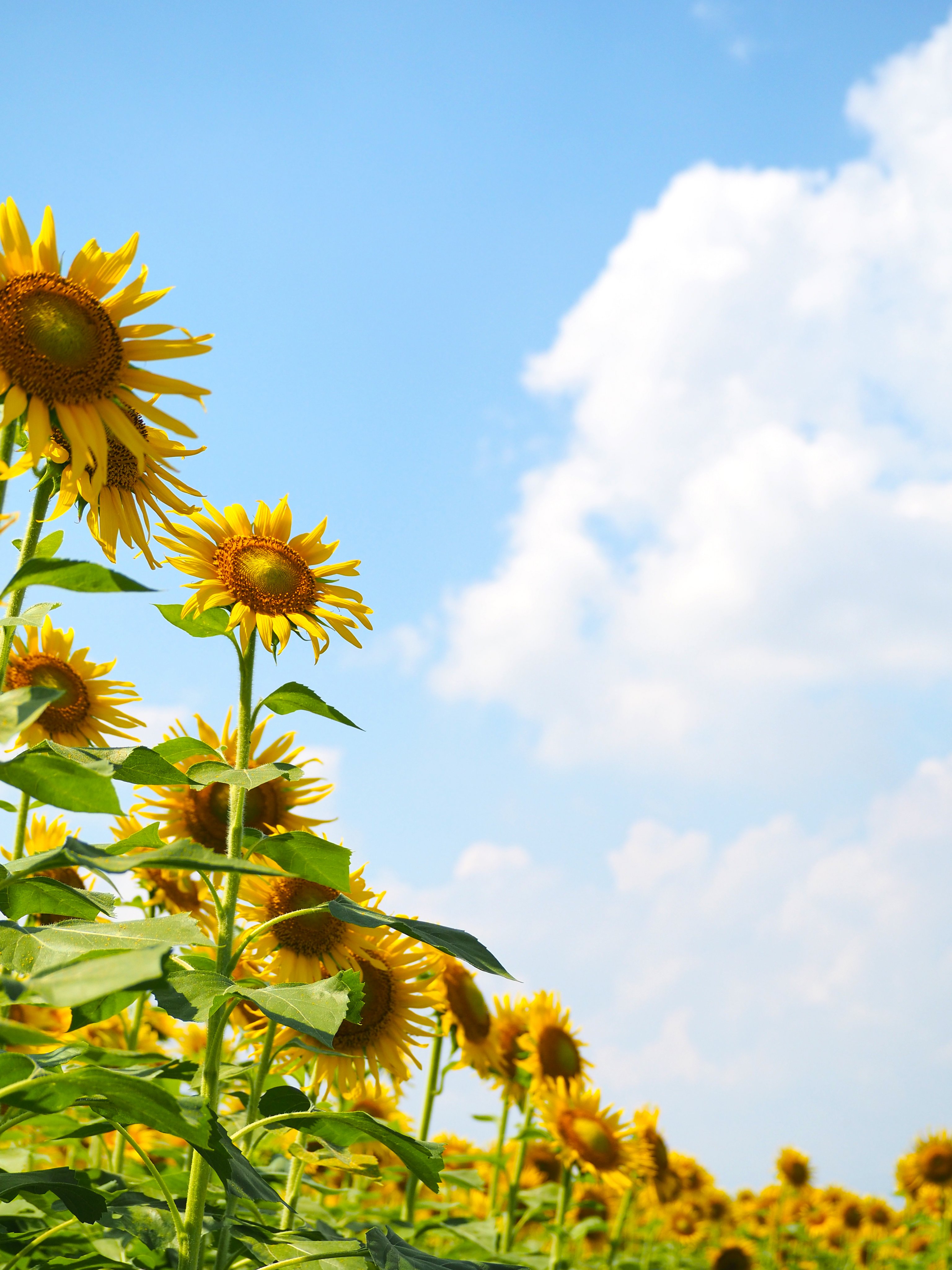 https://www.in-lombardia.it/sites/default/files/accomodation/images/178146/79051/zianinngirasoli.jpg