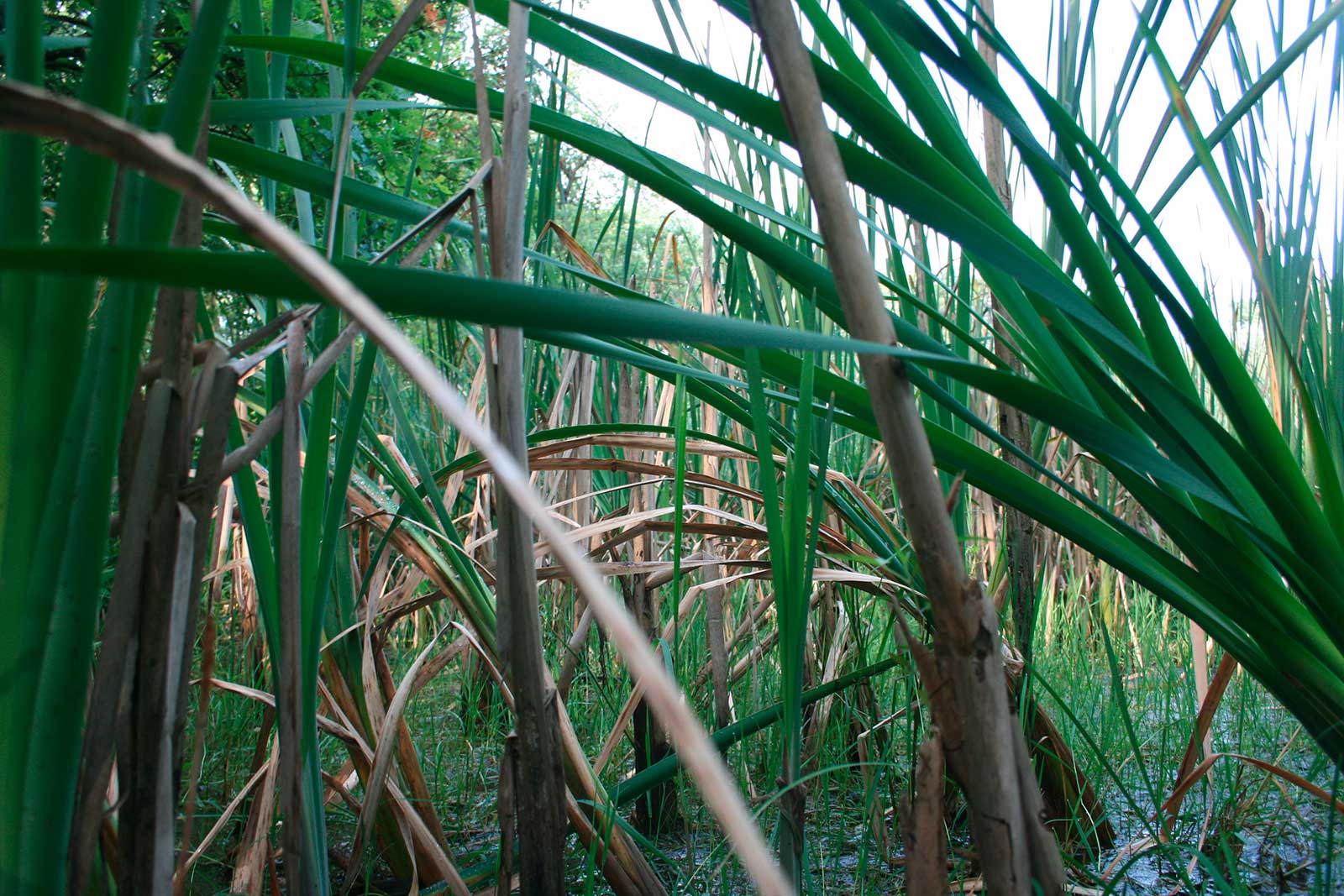 Le Bine Scopi la Riserva Naturale Regionale e Oasi WWF