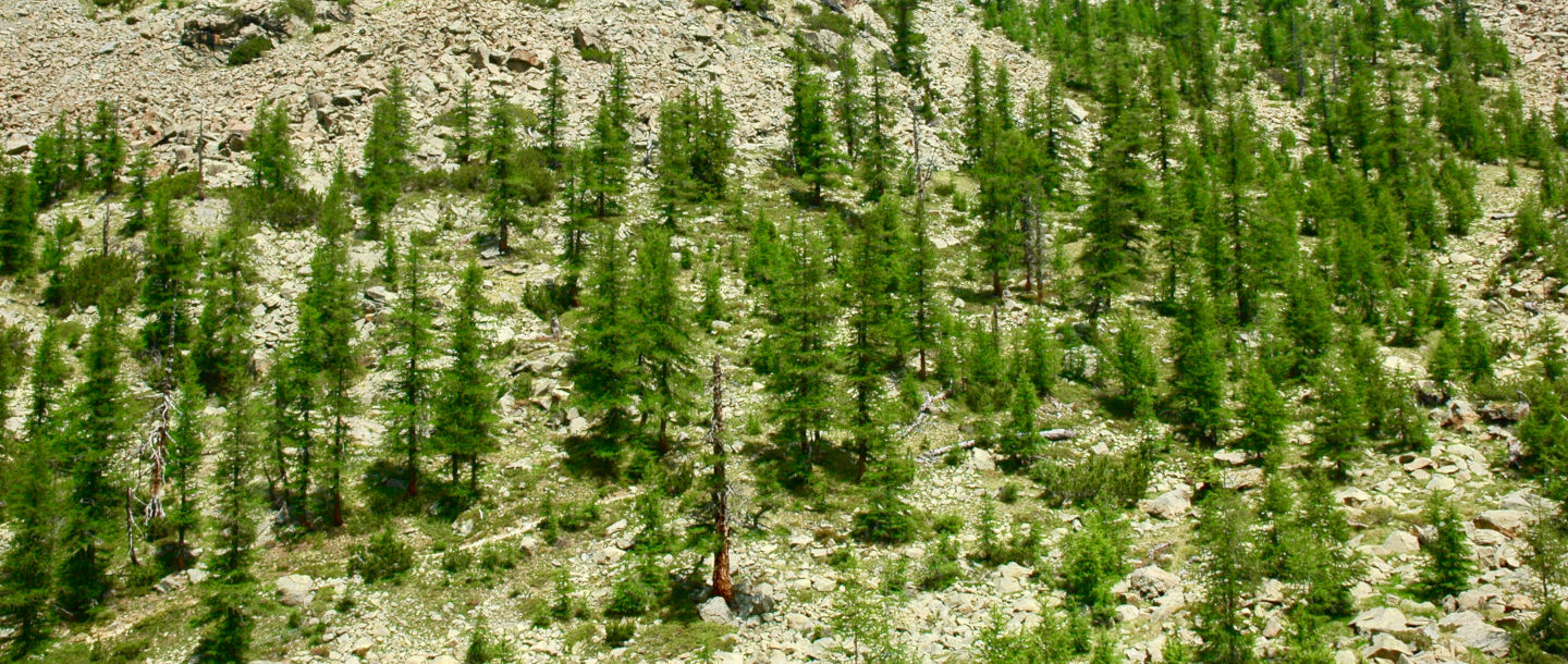 Thousand-Year Larch Trail