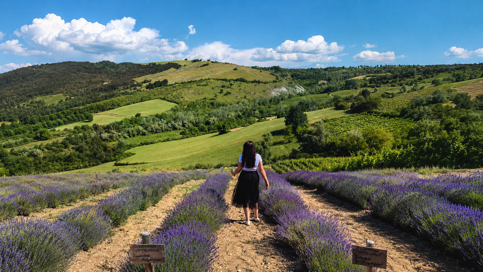 Campi lavanda in Oltrepò Pavese