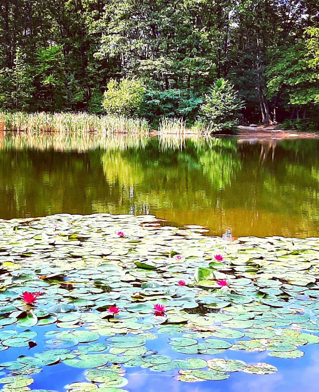 Lago Azzurro_Lentate sul Seveso (MB) (Ph. IG:@ _martinacavaliere_)