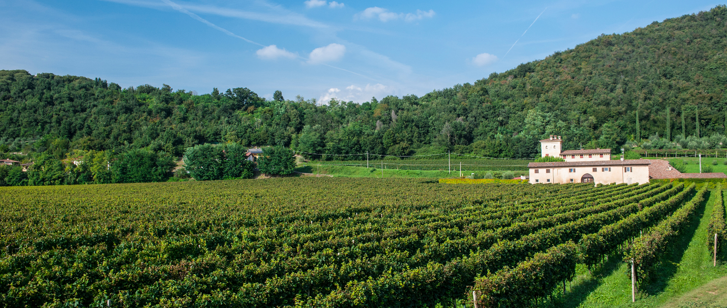 Vigneti di Franciacorta.