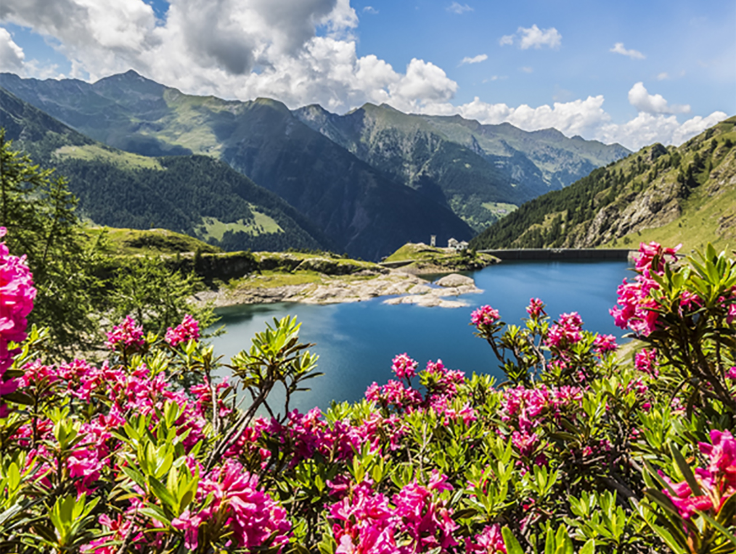 Rhododendrons in Val Gerola