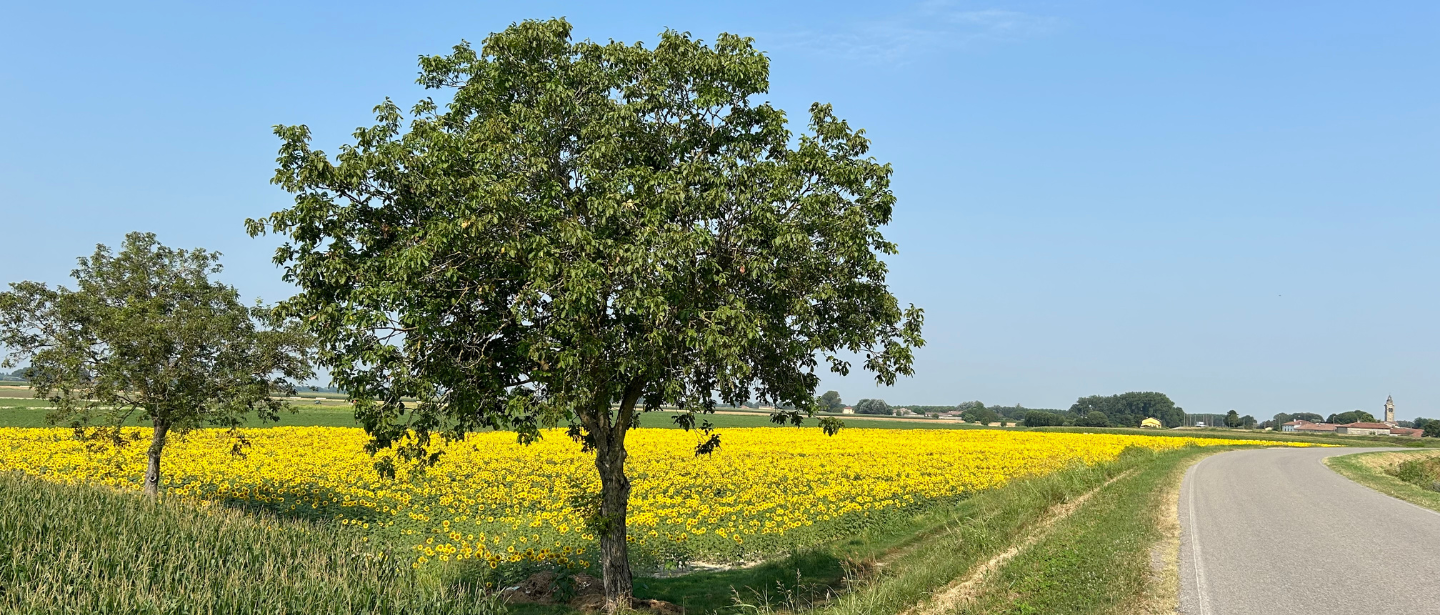 Campo di girasoli sull'argine tra Gussola e Torricella del Pizzo