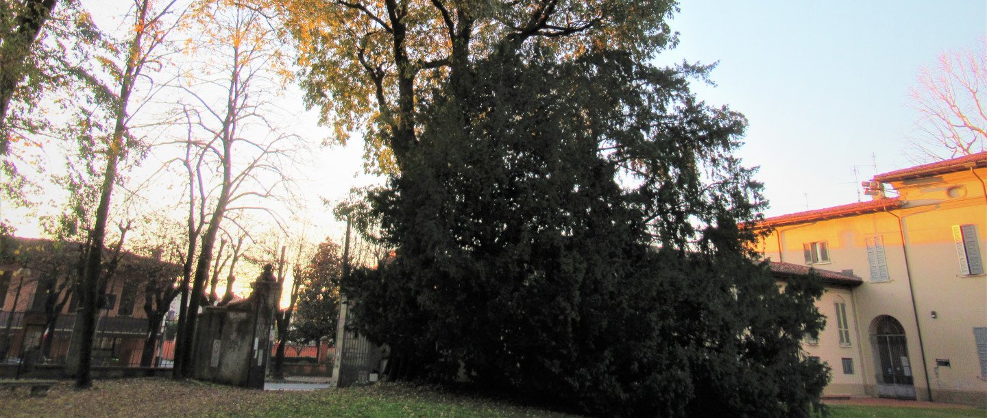 Il Bagolaro di Robecco d’Oglio Il Bagolaro di Robecco d’Oglio