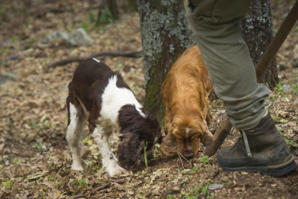 Cerca e cavatura del Tartufo - Regione Lombardia - Lombardia
