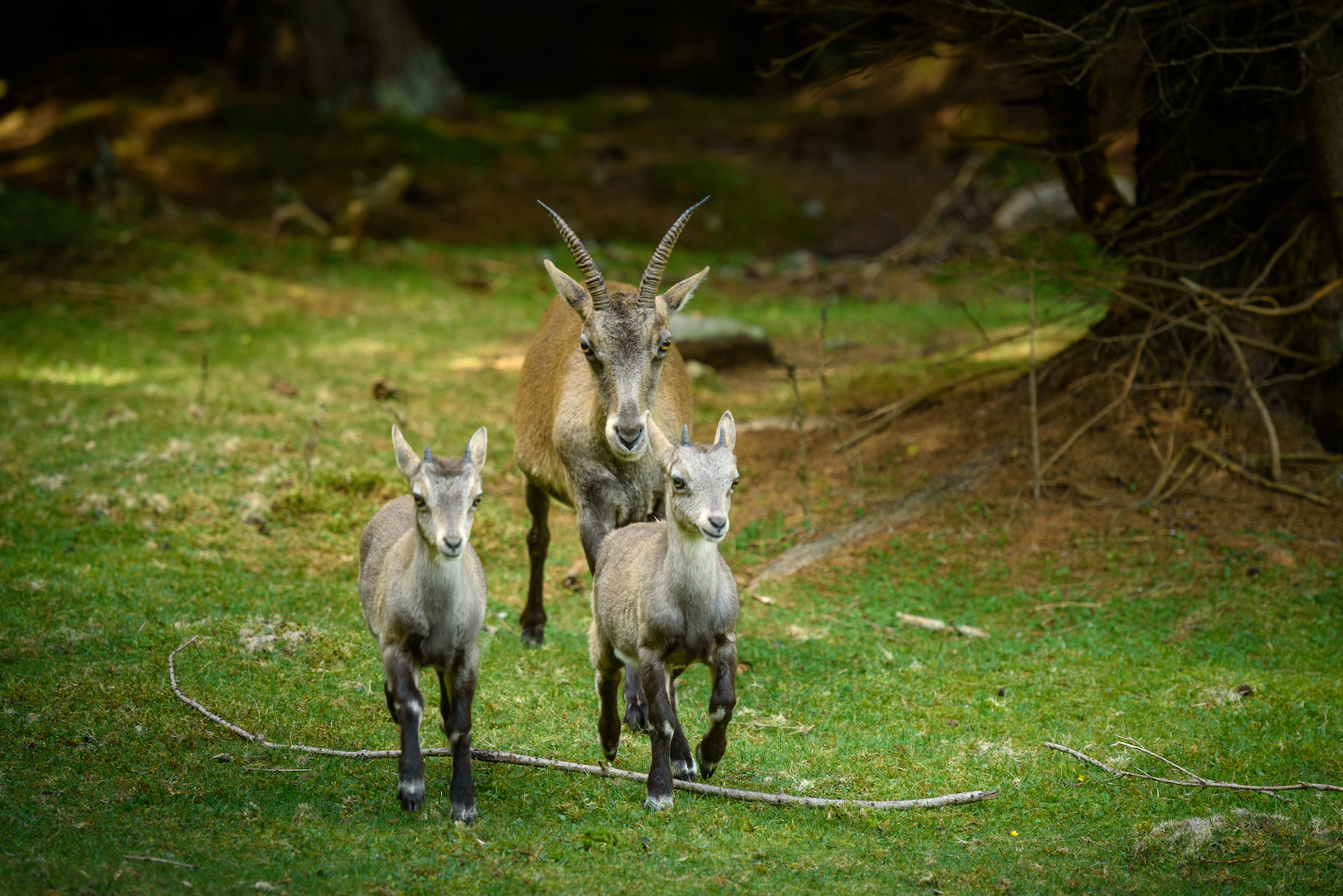Beobachtungsstelle für die alpine Ökofauna