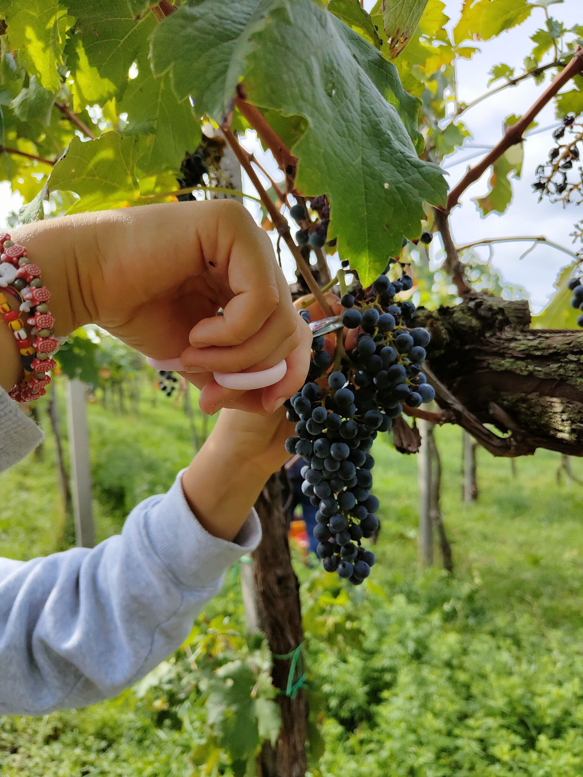 Vendemmia in Franciacorta con Picnic Chic