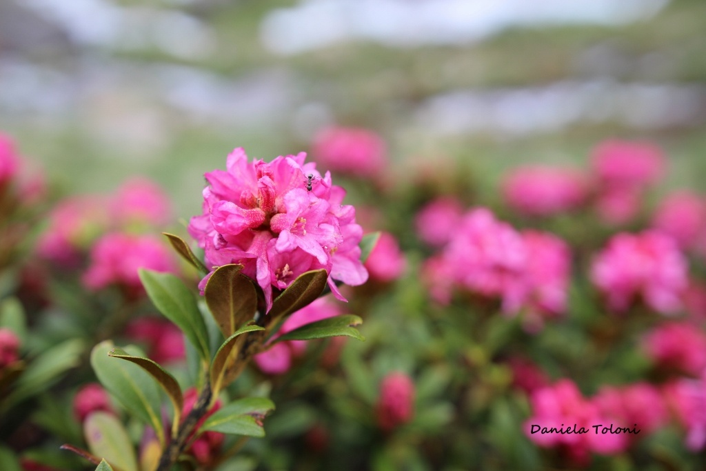 Rodendro in fiore. Foto di rif. Valmalza