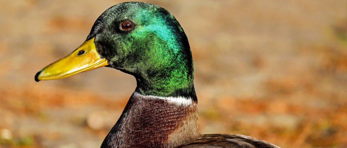 Ornithology and Natural Science Civic Museum "Luigi Scanagatta"