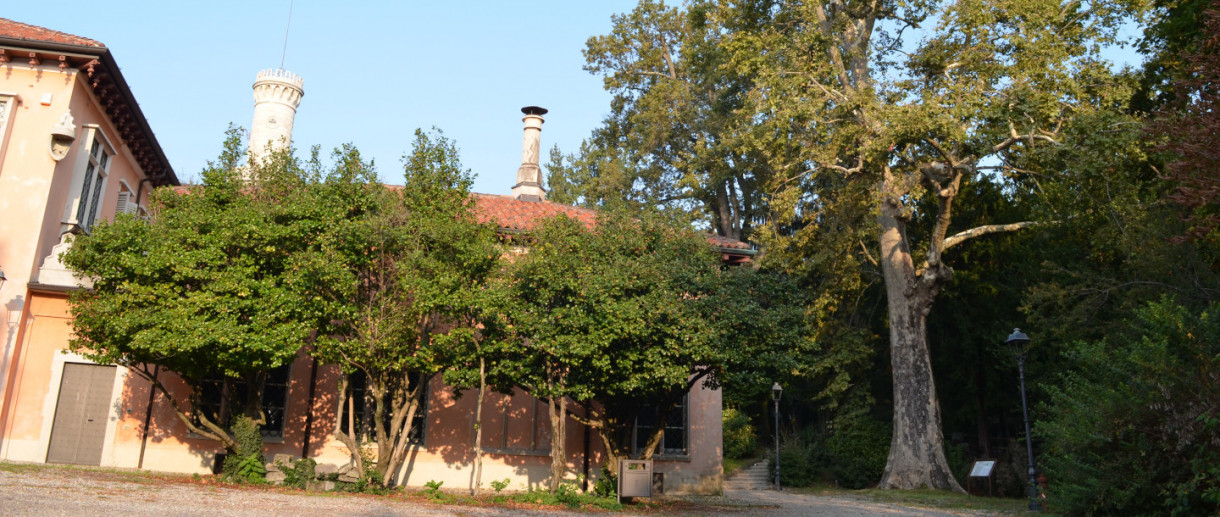 The Plane Tree of Villa Mirabello