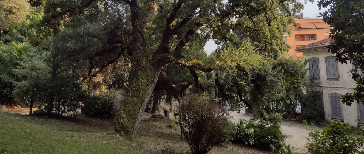 The Cork Oak of Villa Augusta