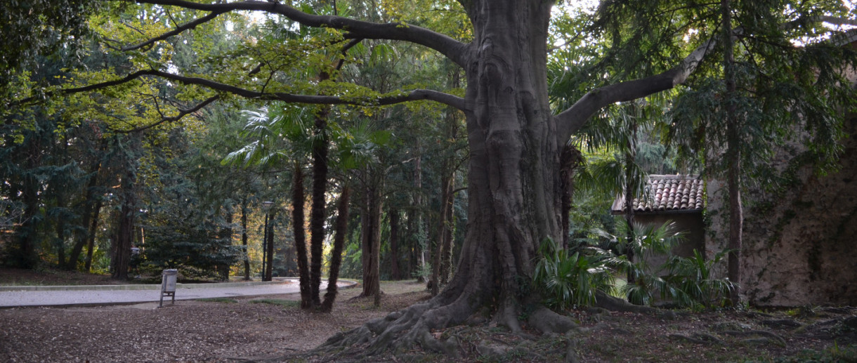 The Beech of Masnago Castle