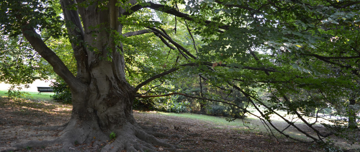 The Beech of Villa Toeplitz