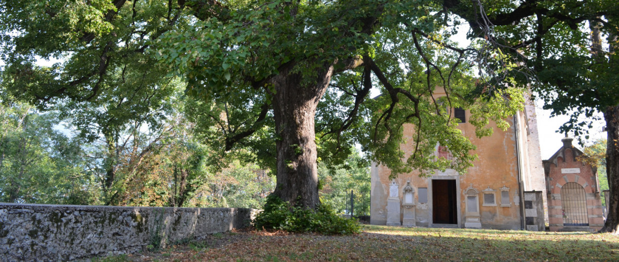 The Lime Tree of Orino