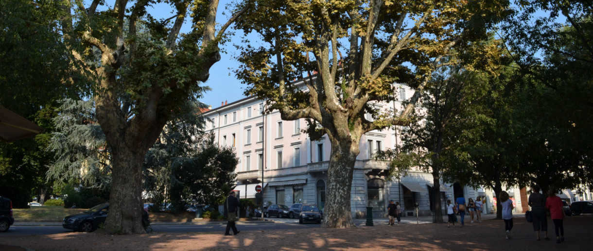 The Plane Trees of Luino