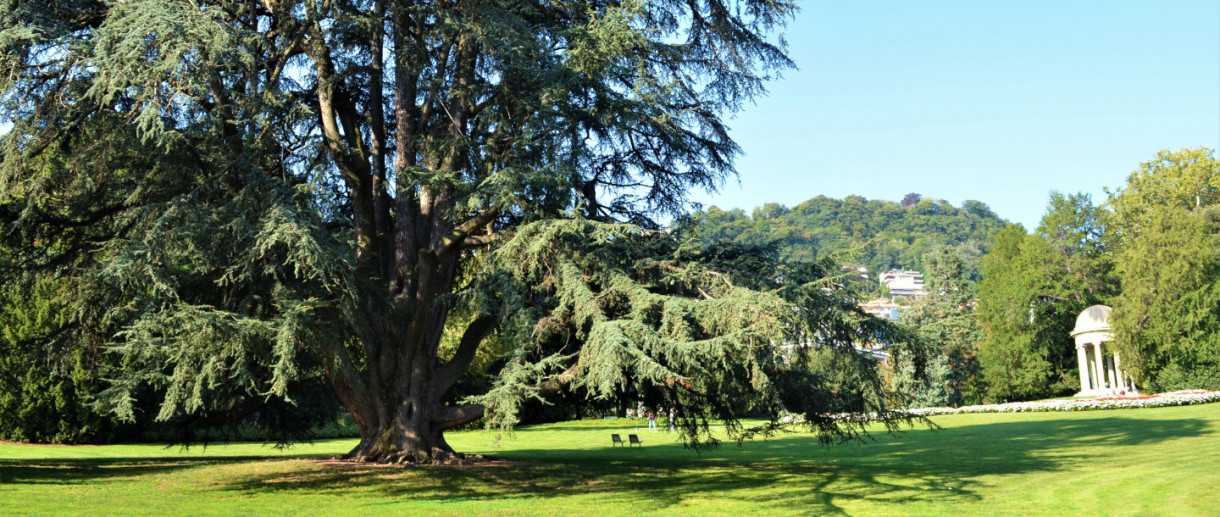 The Cedar of Villa Olmo