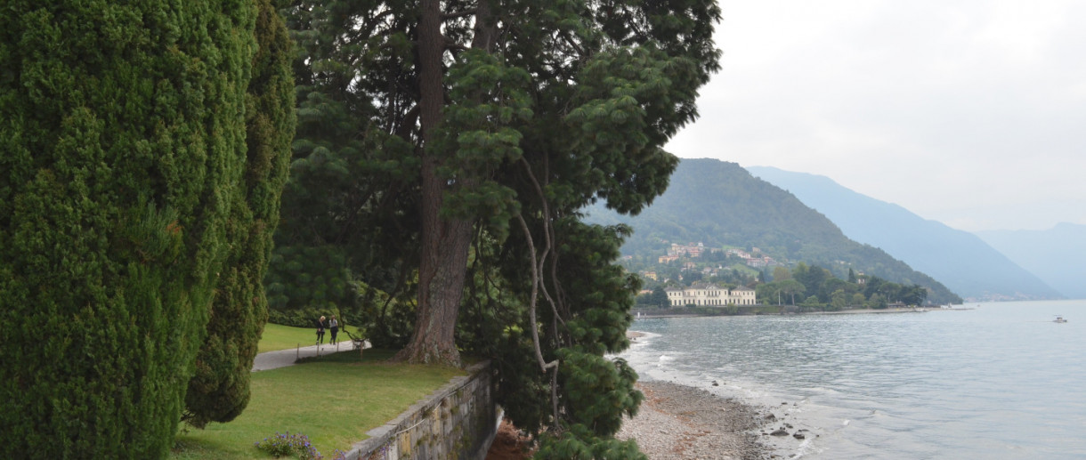 The Michoacan Pine at Villa Melzi