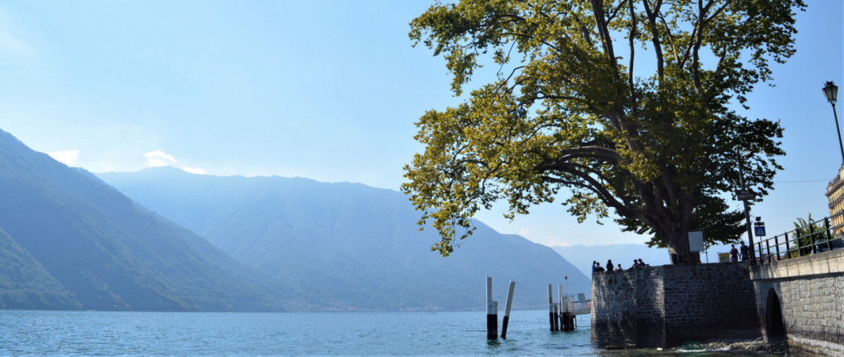 The Plane Trees of Villa Carlotta