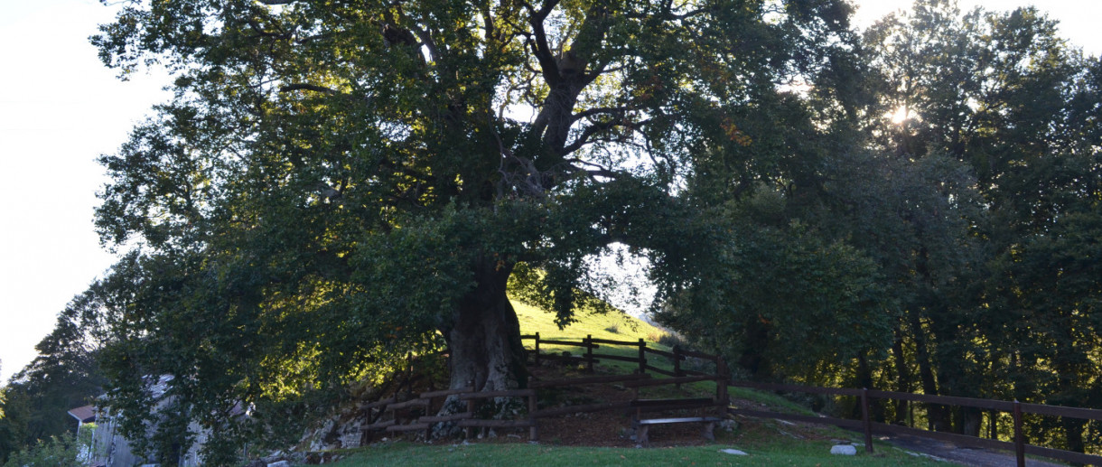 The Beech Tree of the Bugone