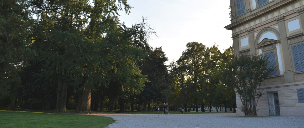 I Ginkgo biloba di Villa Reale