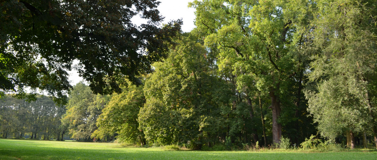 Il Liriodendro del Parco di Monza