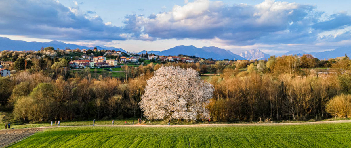 Il Ciliegio di Besana