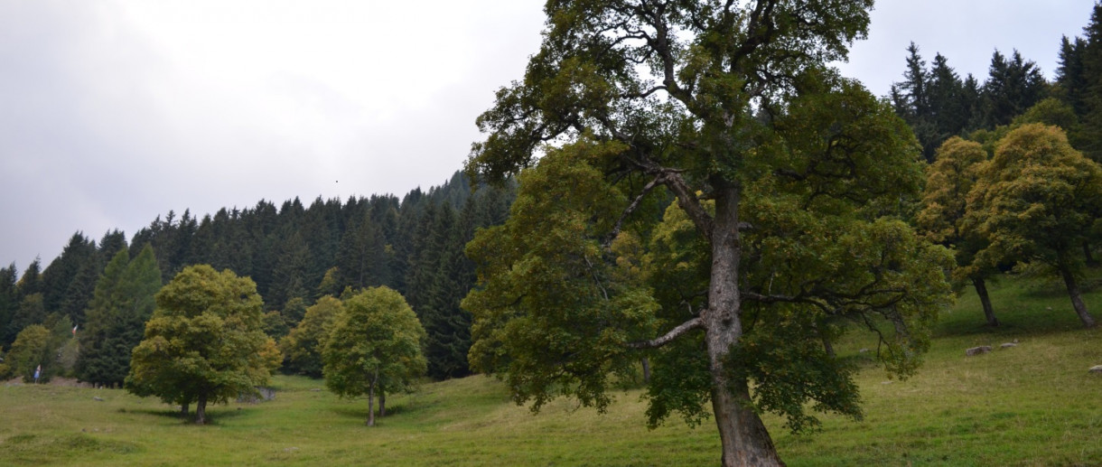 The Maple Tree of Monte Schilpario