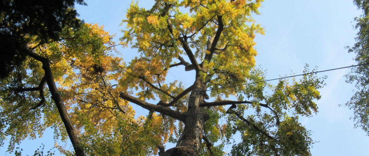 The Ginkgo Biloba of Gorgonzola