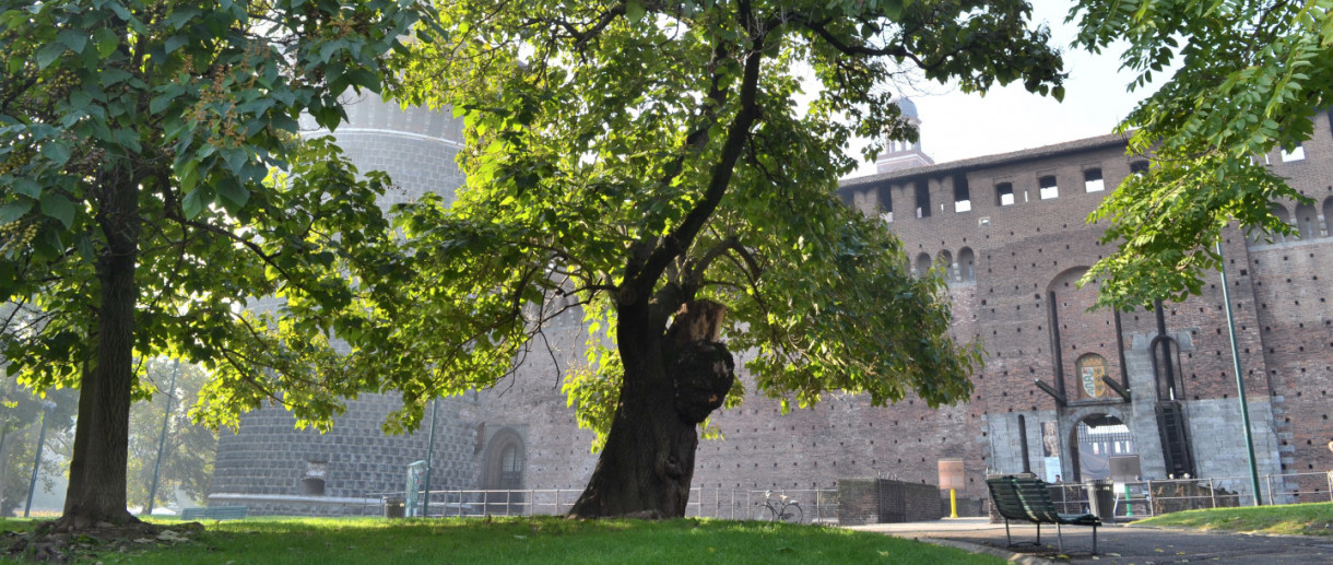 La Catalpa del Castello Sforzesco