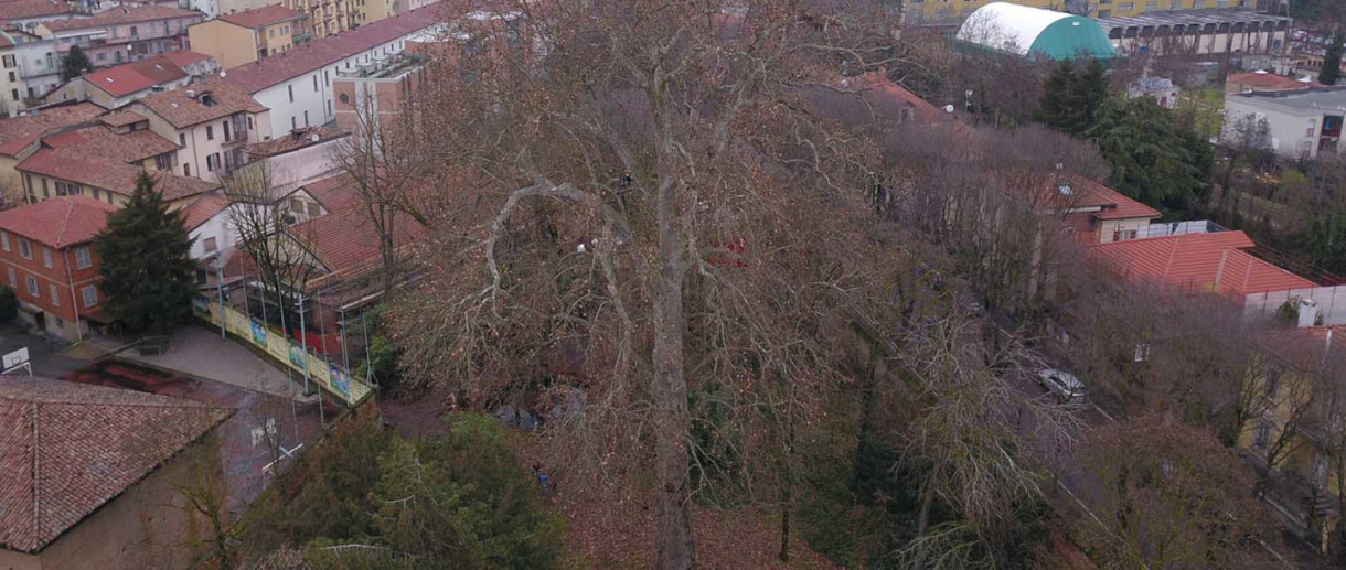 The Plane Tree of the Pavia Botanical Garden