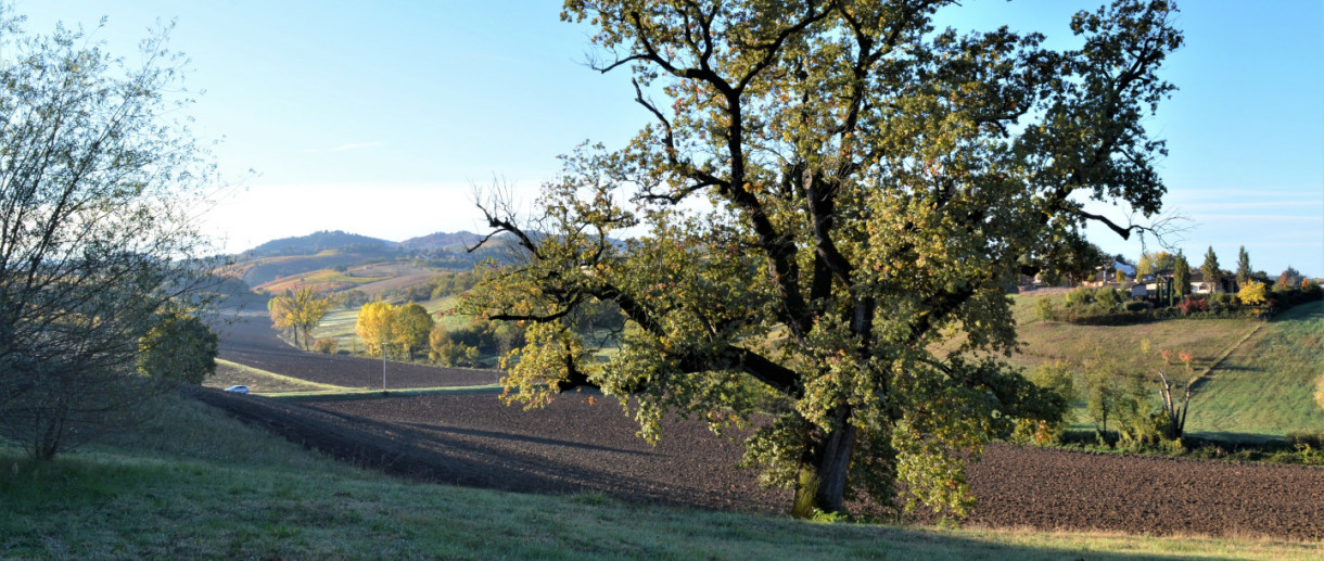 La Quercia di Torrazza Coste