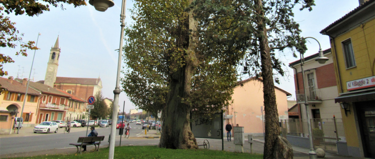 Il Platano di Santa Cristina e Bissone