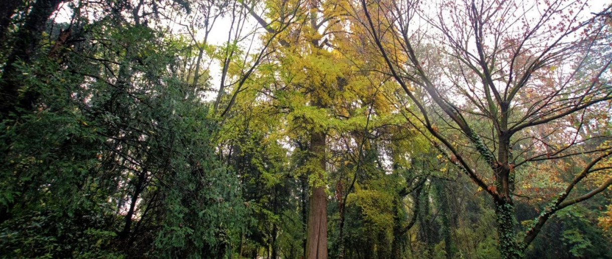 Il Ginkgo biloba di Parco Bertone