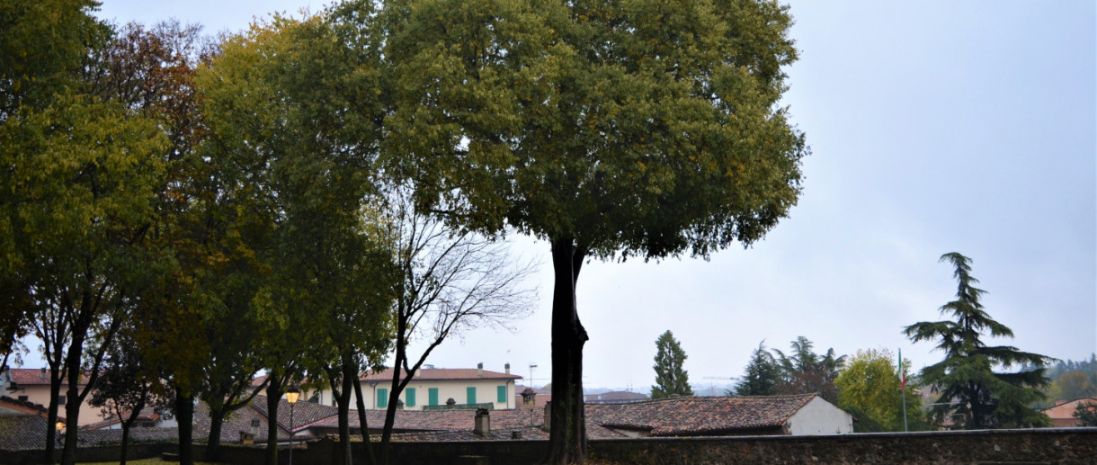 Il Bagolari di Palazzo Gonzaga a Volta Mantovana