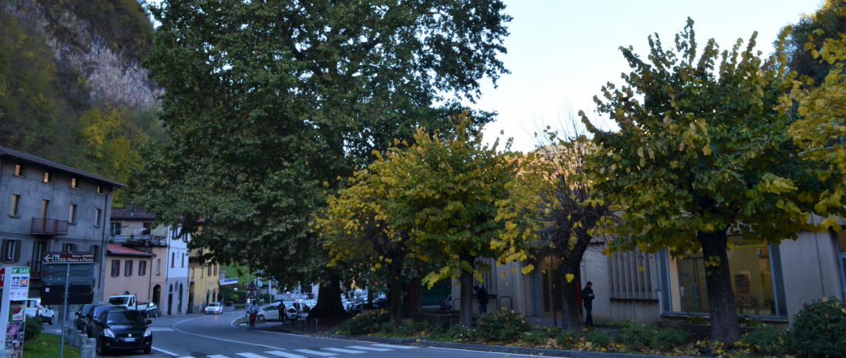 The Freedom Plane Tree of Breno