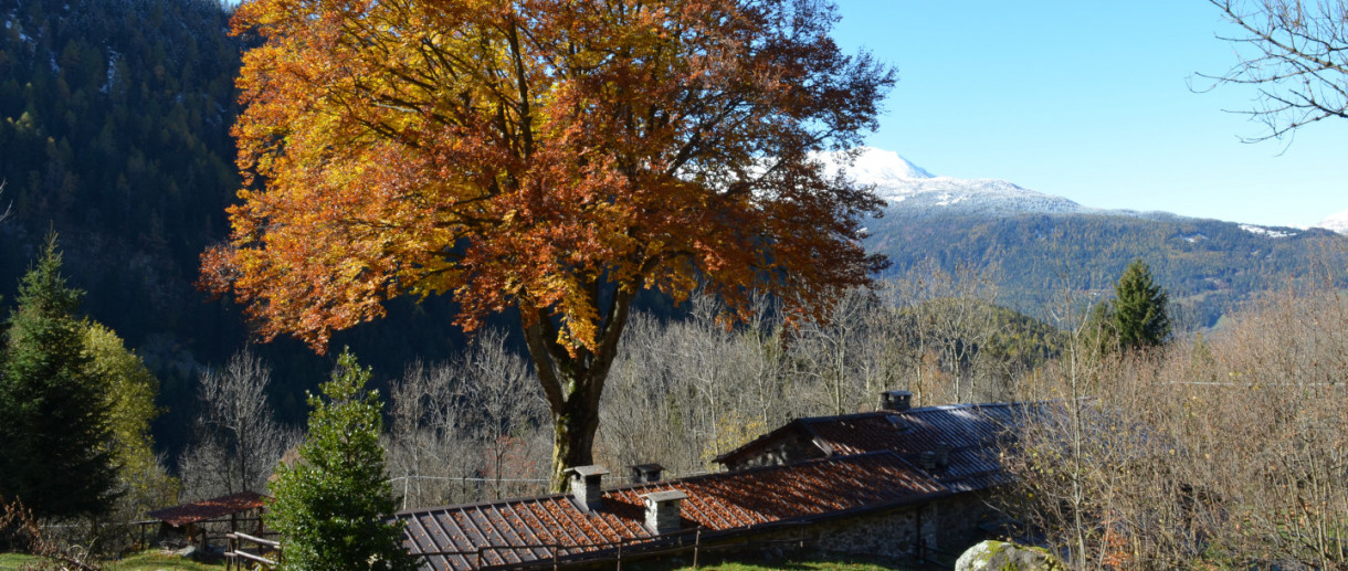 The Beech Tree in Val Malga