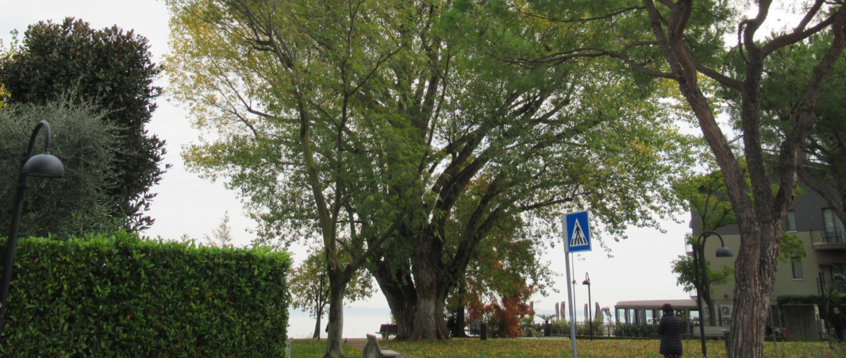 The Black Poplar of Sirmione