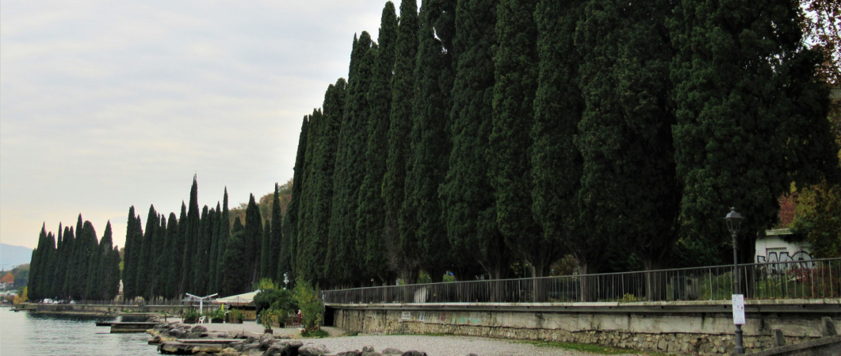 The Cypresses of Salò