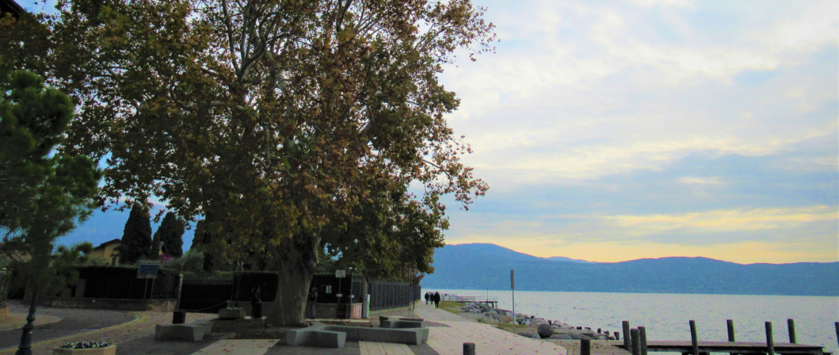 The Plane Tree of Toscolano Maderno