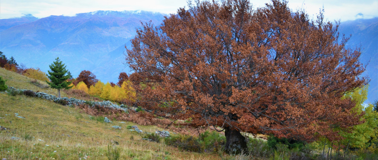 I Faggi di Prato Isio