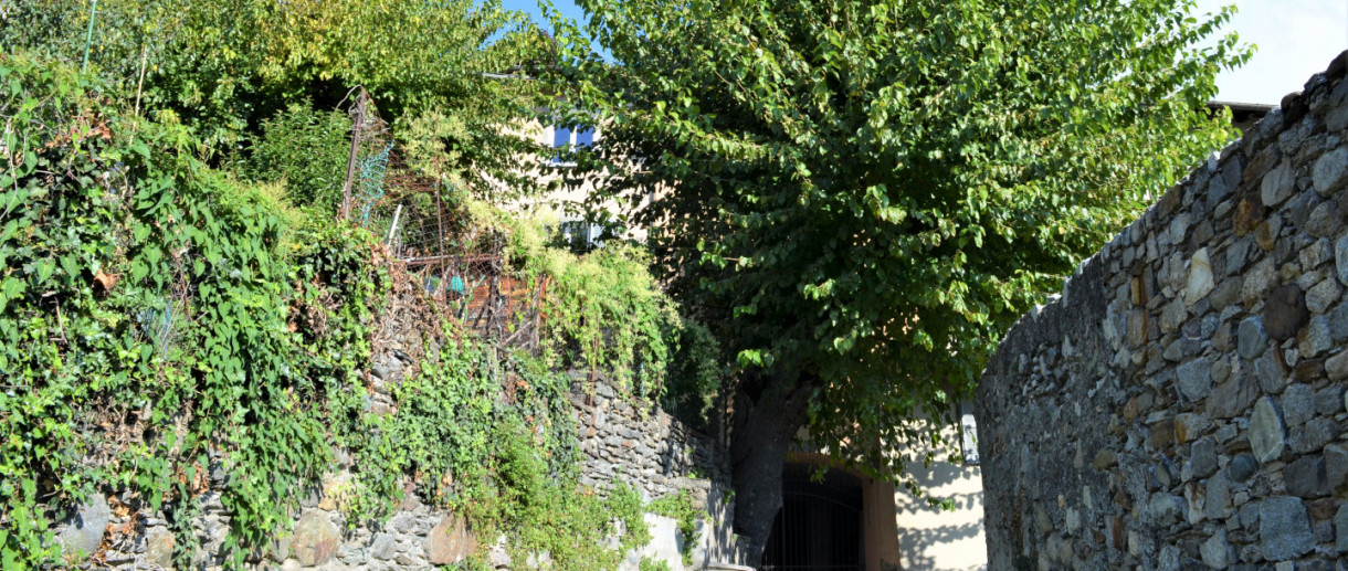 I Gelsi di Sondrio I Gelsi di Sondrio