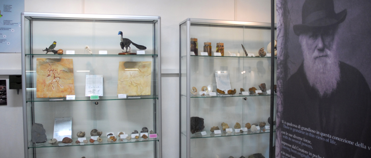 Sala Museo Paleoantropologico del Po