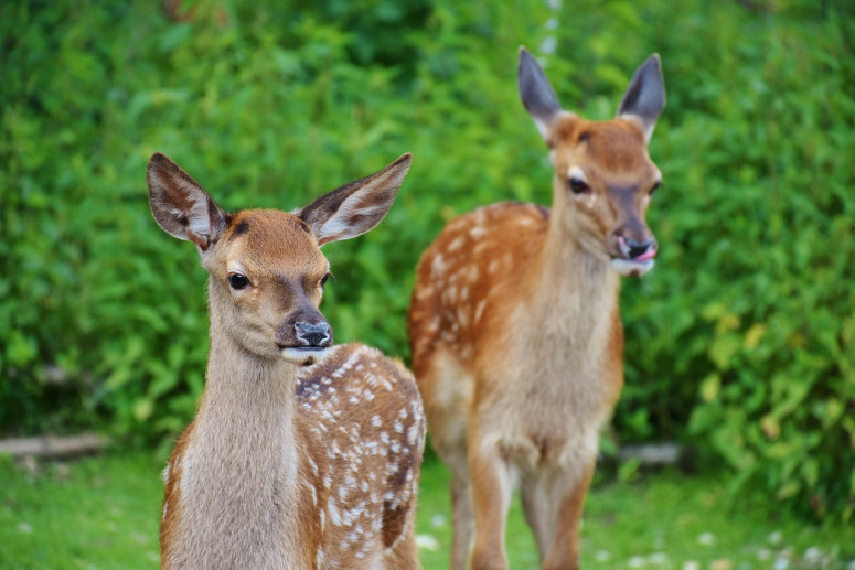 Casa di Bambi