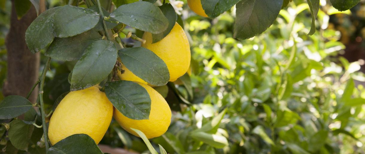 Lemons of Lake Garda