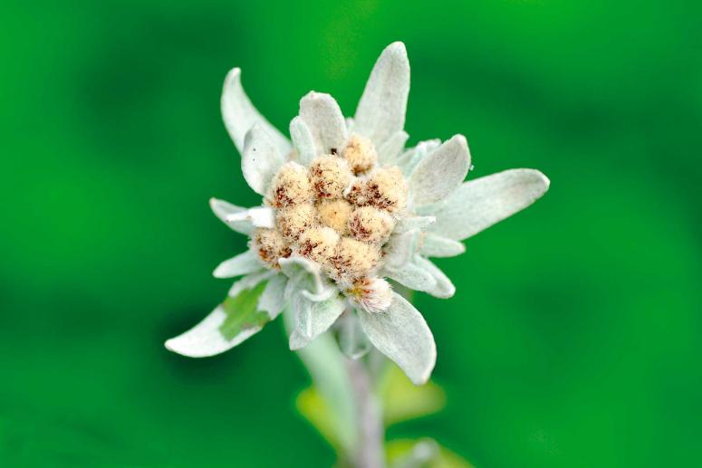 Cascina Rosa Botanical Gardens - Milan