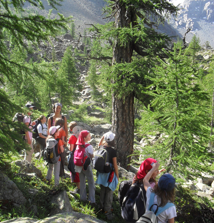 The thousand-year-old larch