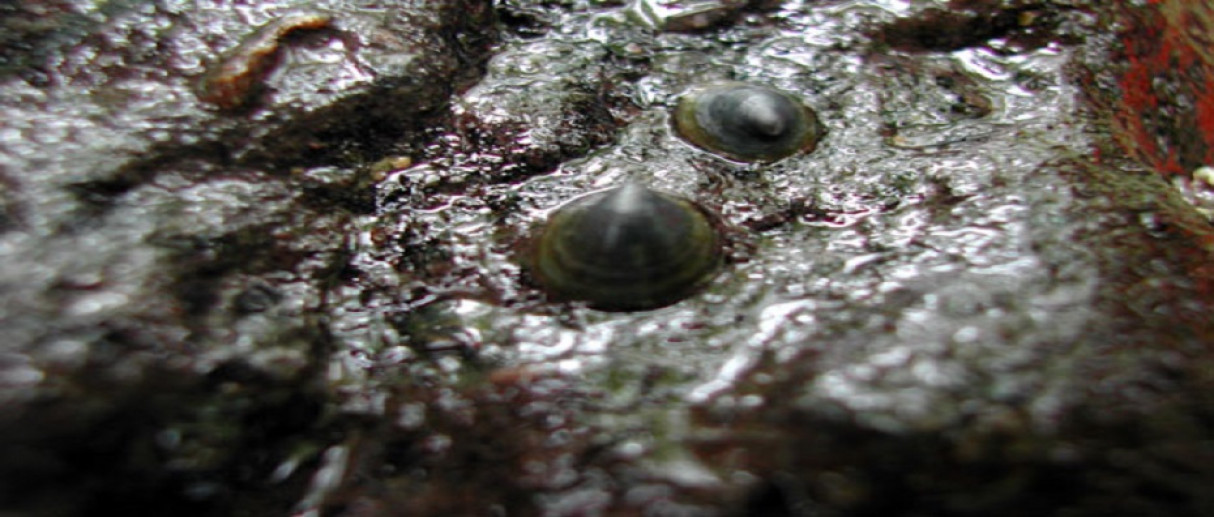 Molluschi d'acqua dolce