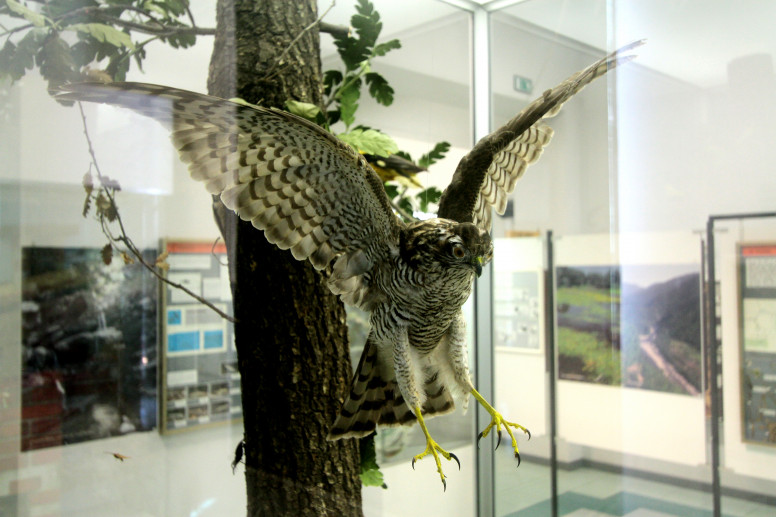 Museo Naturalistico F. Lombardi