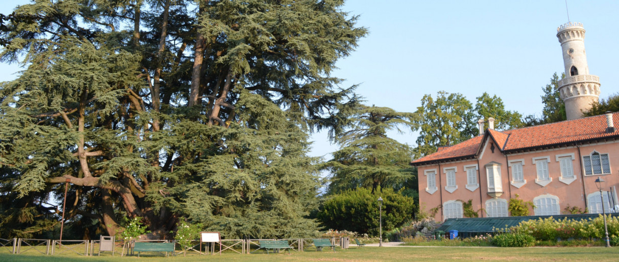 The Cedar of Villa Mirabello